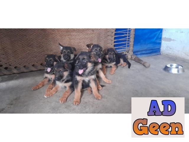 used German shepherd puppies available for sale for sale 